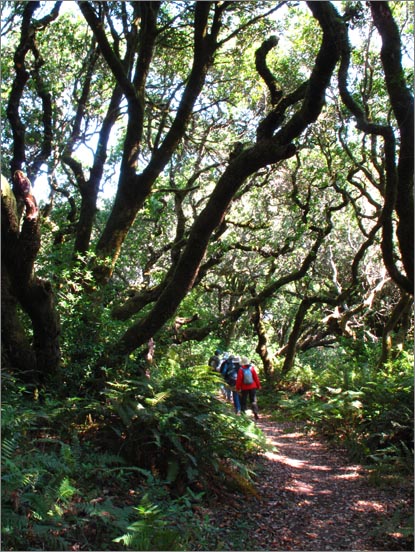 sm (07) 090716 Tomales.jpg - The tunnel like trails provide plenty of shade during hot summers.